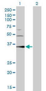 PGC Polyclonal Antibody, MaxPab™