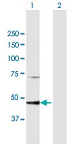 PGD Polyclonal Antibody, MaxPab™