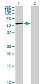 PGD Polyclonal Antibody, MaxPab™