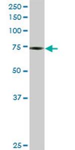 PHF1 Antibody in Western Blot (WB)