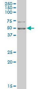 PHF1 Monoclonal Antibody (4D8)