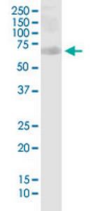 PHF1 Monoclonal Antibody (2G7)