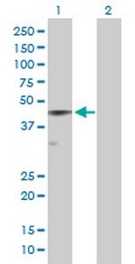 SERPINE2 Polyclonal Antibody, MaxPab™