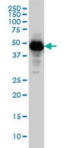 SERPINI1 Monoclonal Antibody (1D10)