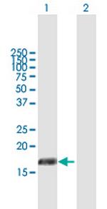 PIGH Polyclonal Antibody, MaxPab™