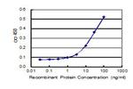 PIK3C2G Antibody in ELISA (ELISA)