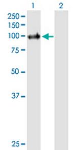 PIK3C3 Antibody in Western Blot (WB)