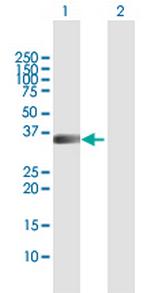 PIM1 Polyclonal Antibody, MaxPab™