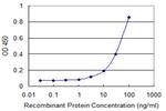 PIM1 Monoclonal Antibody (7D11)