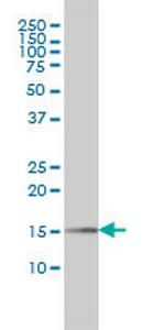 PIN1 Monoclonal Antibody (2F2)