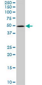 PIP5K2A Polyclonal Antibody, MaxPab™