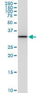 PITPNA Monoclonal Antibody (4G10)