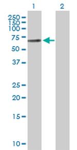 PLAT Polyclonal Antibody, MaxPab™