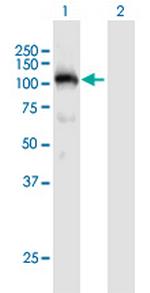 PLG Polyclonal Antibody, MaxPab™