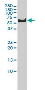PLK1 Antibody in Western Blot (WB)