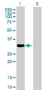 PLSCR1 Polyclonal Antibody, MaxPab™