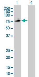 PLTP Polyclonal Antibody, MaxPab™