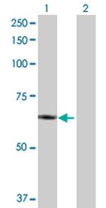 PLTP Polyclonal Antibody, MaxPab™