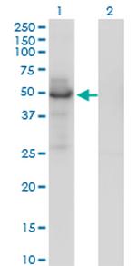 PLTP Antibody in Western Blot (WB)