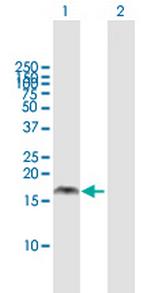 PMAIP1 Polyclonal Antibody, MaxPab™