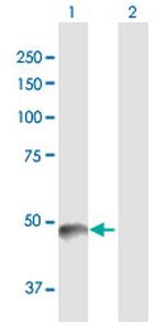 PNLIP Antibody in Western Blot (WB)