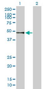 PNLIPRP1 Polyclonal Antibody, MaxPab™