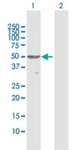 PNLIPRP1 Polyclonal Antibody, MaxPab™