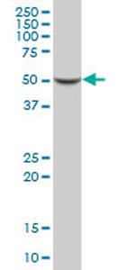 SEPT5 Antibody in Western Blot (WB)