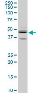 SEPT5 Polyclonal Antibody, MaxPab™