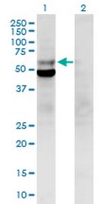 POLD2 Polyclonal Antibody, MaxPab™