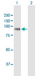 POLH Antibody in Western Blot (WB)