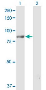 POLH Antibody in Western Blot (WB)