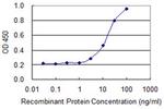POLR2A Antibody in ELISA (ELISA)