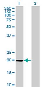 POLR2G Polyclonal Antibody, MaxPab™