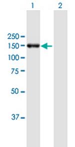 POLRMT Polyclonal Antibody, MaxPab™