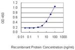 POLRMT Monoclonal Antibody (2H7)