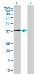 PON3 Polyclonal Antibody, MaxPab™