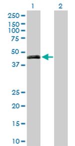 PON3 Polyclonal Antibody, MaxPab™