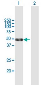 POU2F2 Polyclonal Antibody, MaxPab™