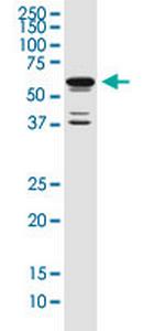 POU3F2 Monoclonal Antibody (6F6)