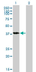 POU4F3 Polyclonal Antibody, MaxPab™