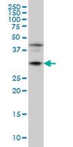 POU6F1 Monoclonal Antibody (6H1)