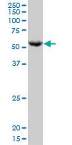 PPAT Polyclonal Antibody, MaxPab™