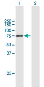 PPEF1 Polyclonal Antibody, MaxPab™