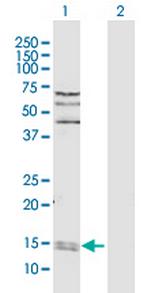 PPIA Polyclonal Antibody, MaxPab™