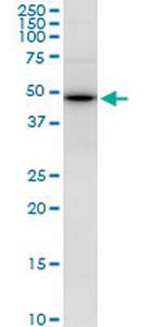 PPP1R7 Polyclonal Antibody, MaxPab™
