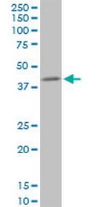 PPP1R8 Monoclonal Antibody (1G11)