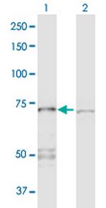 PPP2R1A Polyclonal Antibody, MaxPab™