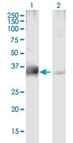 PPP4C Polyclonal Antibody, MaxPab™