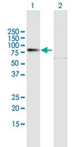 PREP Polyclonal Antibody, MaxPab™